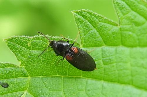 Calambus bipustulatus